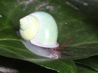 カタツムリからみた南の島の生物多様性