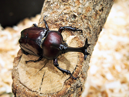 もうすぐムシの日！講演会＆ワークショップ　昆虫好き集まれ カブトムシVS クワガタムシ