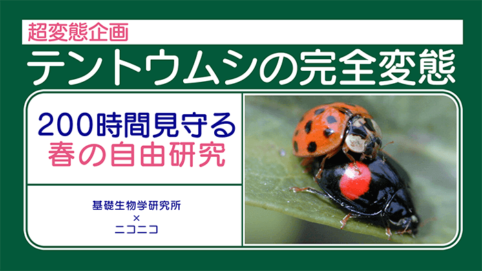 超変態企画 テントウムシの完全変態を0時間見守る春の自由研究 基礎生物学研究所 ニコニコ ニコニコネット超会議21 公式サイト