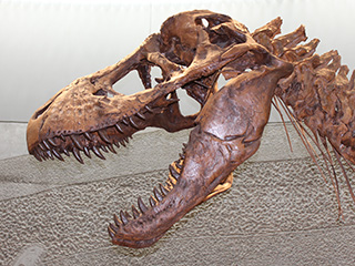 ティラノサウルス・レックス幼体(ナノティラヌス)の歯化石