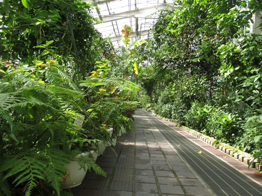 ボタニカルトーク「植物の不思議を知ろう！」