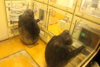 第18回京大モンキー日曜サロン「同調する行動：チンパンジーを対象にしたタッピング実験の紹介」