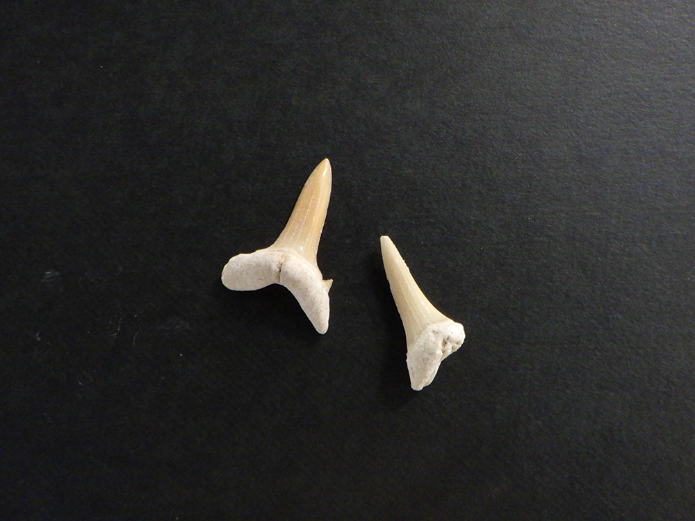 サメの歯の化石をさがそう！