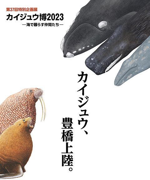 特別企画展開催記念講演会「海岸に打ち上がるくじらからのメッセージ」