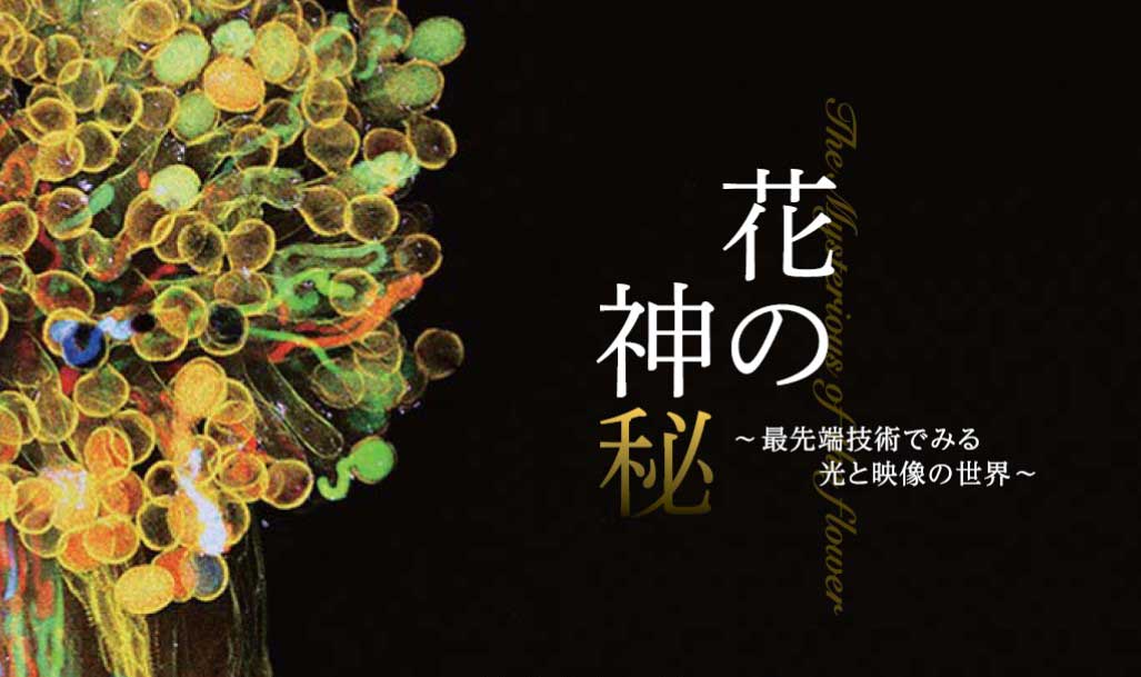 公開講座「花の神秘：最先端技術でみる光と映像の世界」