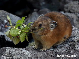 企画展「ナキウサギ」