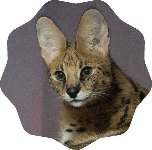 トークセッション「いのちの記録：飼育動物が残す科学への贈りもの」