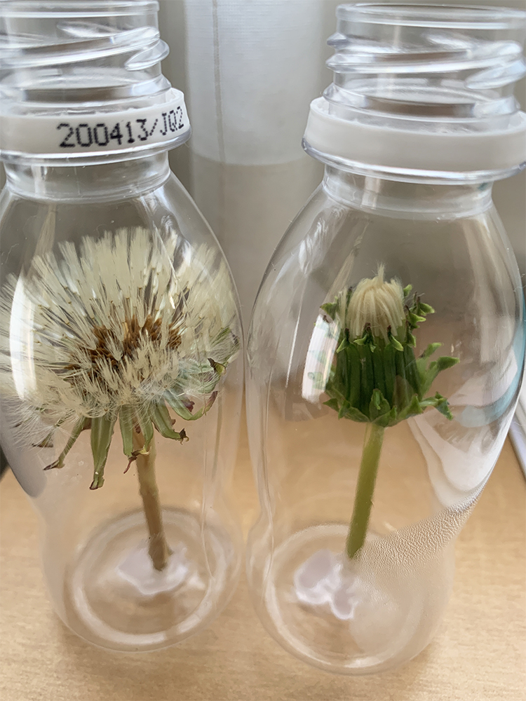 観て触れて、科学と親しもう！＃283　ペットボトルの中でタンポポの綿毛を育てよう