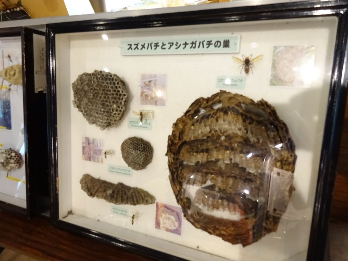 おじゃま虫の世界　-衛生害虫と感染症対策について学ぼう-