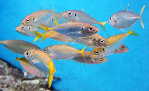 ミニ水族館