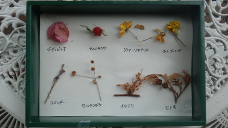 植物を使った工作教室