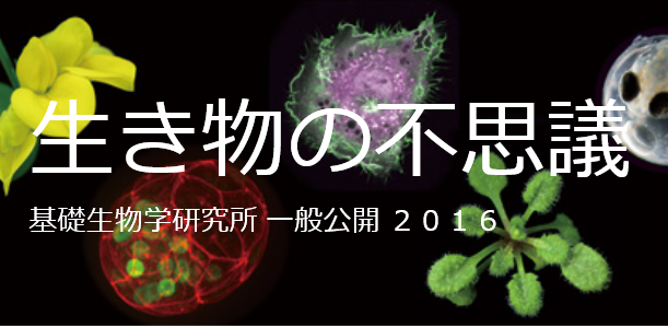 基礎生物学研究所　一般公開2016「生き物の不思議」