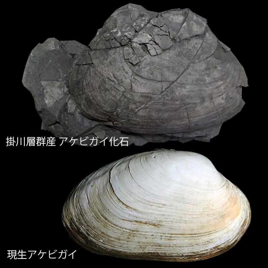 自然史トーク「深海の化石たち」