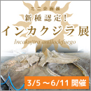 新種認定！インカクジラ展