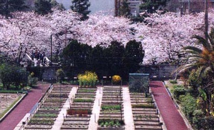 平成27年度　春の薬用植物園市民公開